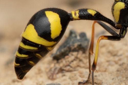 Eumenes subpomiformis